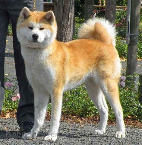 Harumi_DSCN5889.jpg - Harumi bekommt V2 auf der Rassehundeausstellung in Geithain 2012