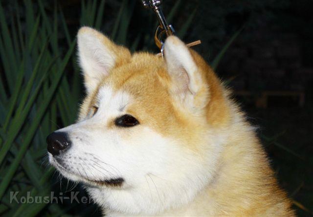 IMG_1268a.JPG - Harumi im Alter von 9 Monaten