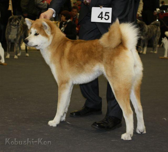 IMG_3840a.JPG - Harumi bekommt ein V4 auf der SRA in Nürnberg