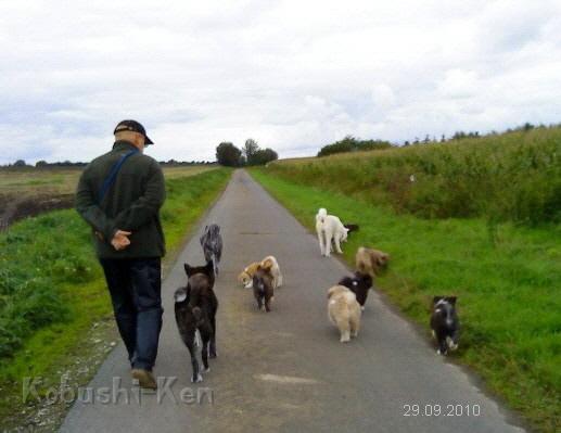 Akita_Freilauf_2a.JPG - Wanderung mit 10 Akita