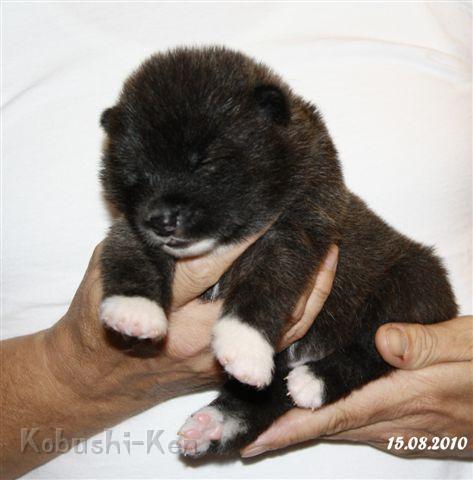 IMG_2178a.JPG - Rüde Eraku
