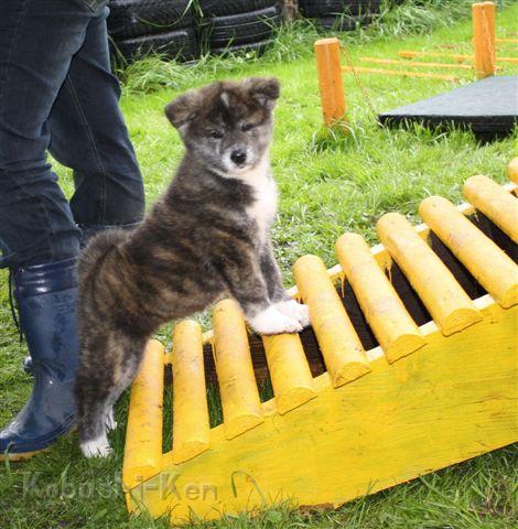 IMG_2607a.JPG - Emi wird gleich über die Brücke gehen