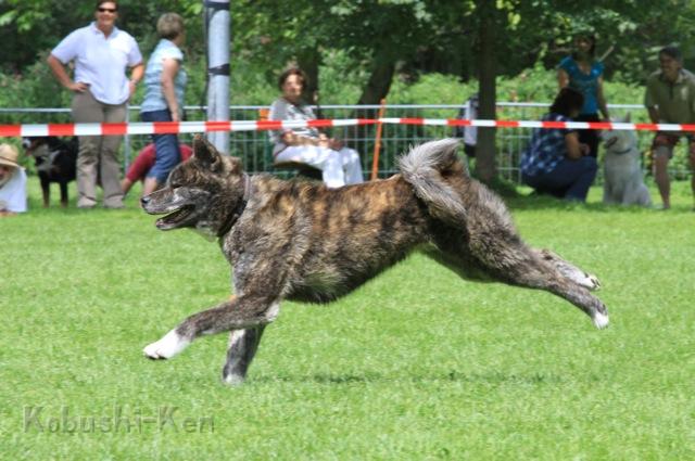 IMG_68191.jpg - Tarou beim Hunderennen vom Dachauer Hundeverein