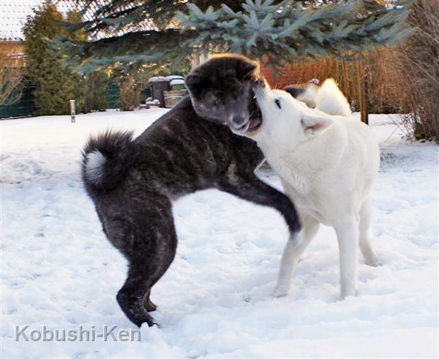 IMG_1312a.JPG - Kosho und Yuki toben im Schnee
