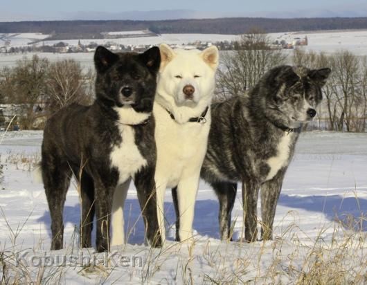 IMG_1334b.JPG - Kosho, Yuki und Sei, Dezember 2009