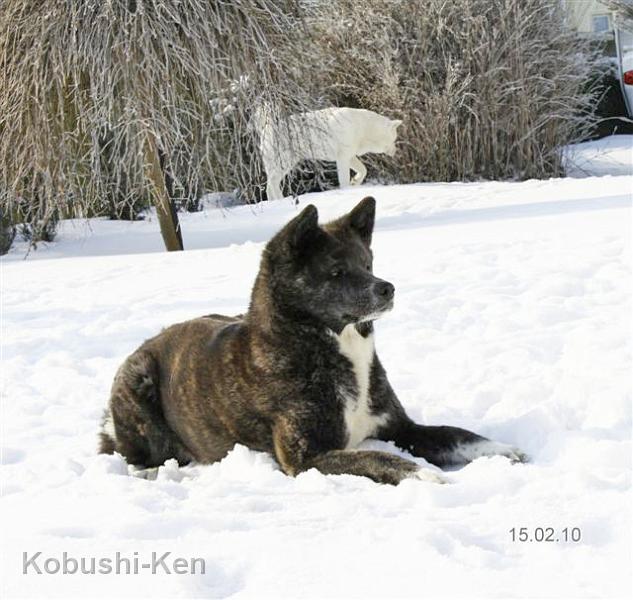 IMG_1594a.JPG - Kosho liebt es im Schnee zu liegen