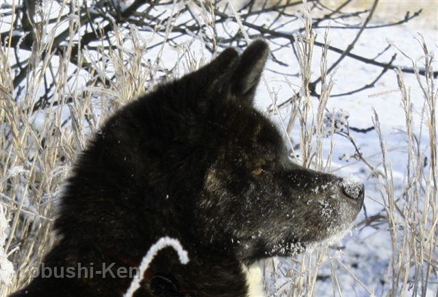 IMG_3891a.JPG - Kosho im Schnee