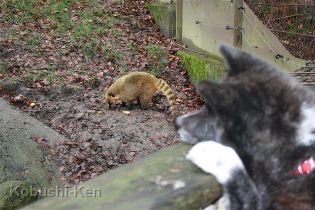 IMG_4452.JPG - Ein Nasenbär wird inspiziert