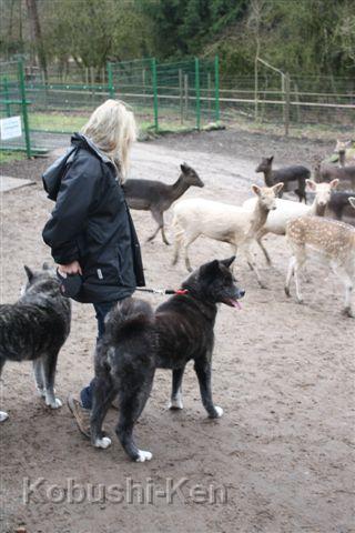 IMG_4459.JPG - Besuch im Wildpark Lüneburger Heide 30.12.12