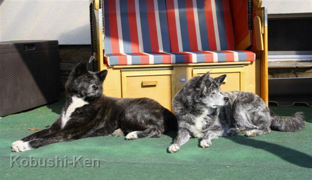 IMG_4536a.JPG - Kosho und Sei genießen die ersten Sonnenstrahlen