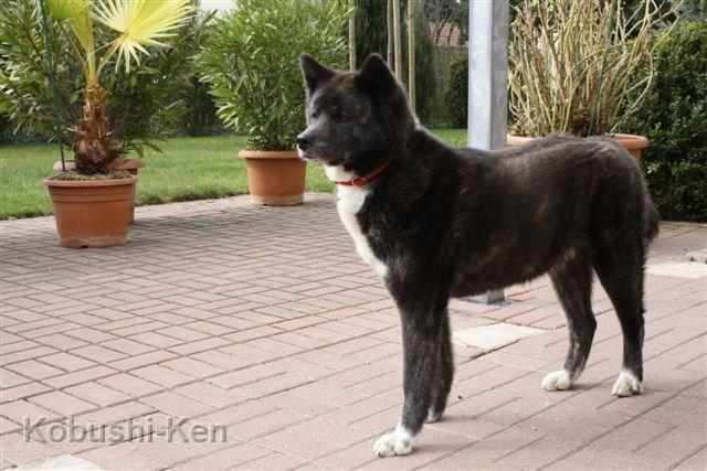 IMG_4546a.JPG - Kosho`s Bäuchlein rundet sich - noch 2 Wochen bis zur Geburt