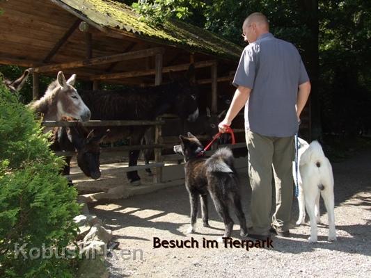 kosho_07.jpg - Kosho im Tierpark mit Klaus und Yuki