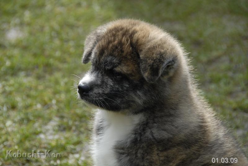 GLU_0104a.JPG - Chitoku, 7 Wochen alt