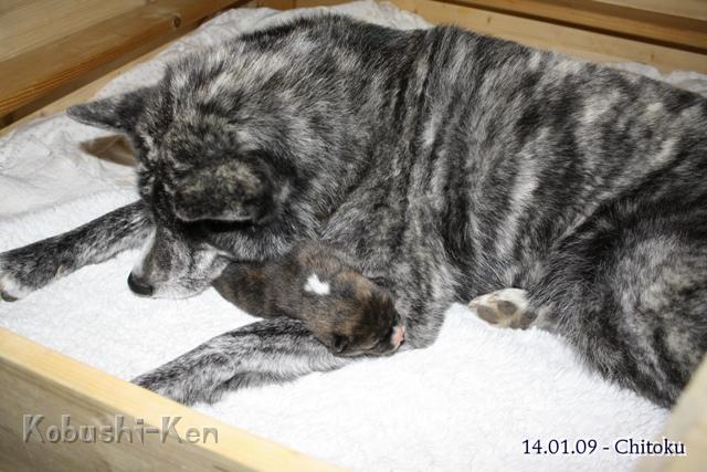 IMG_0255a.JPG - Schmusen mit Mama