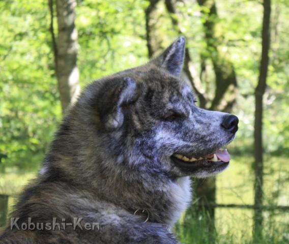 IMG_3260a.JPG - Kisho am Tag des Hundes in der Heide