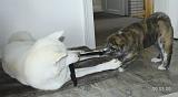 IMG_0503a