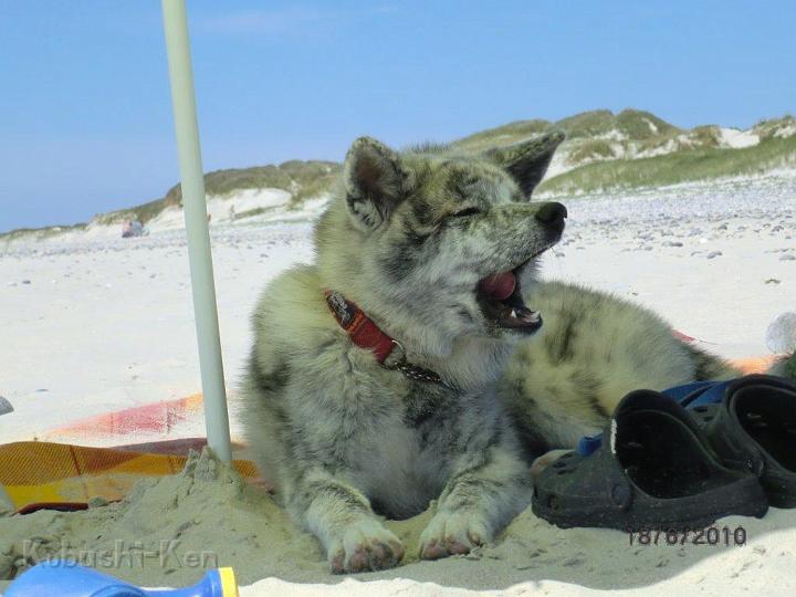 Deisuki_Frankreich_CIMG0306a.jpg - Daisuki im Urlaub an der Atlantikküste