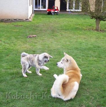 Suki_100_4000.JPG - Suki versucht zu beschwichtigen