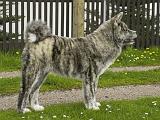 Daiko_der_Grosse_1