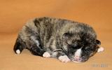 IMG_1426a