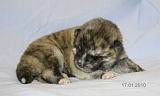 IMG_1437a