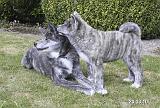IMG_1835a