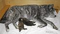 IMG_3328a