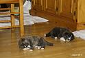 IMG_3447a