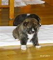 IMG_3453a