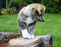 IMG_3686a