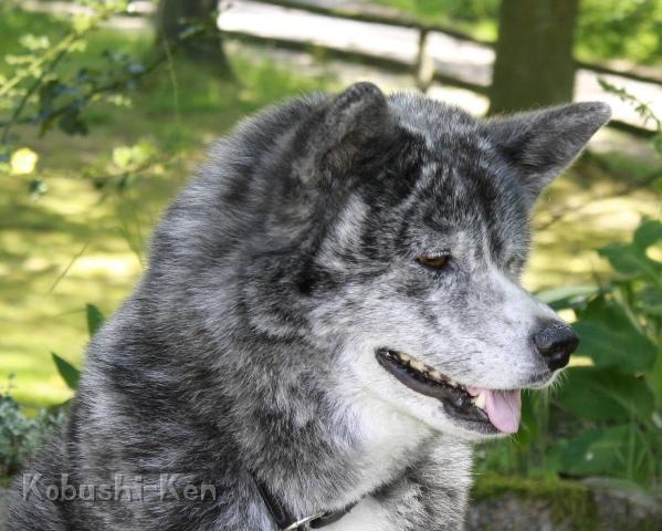 IMG_3250a.JPG - Sei am Tag des Hundes in der Heide