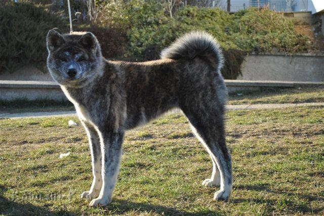 C-Wurf_Haubert_Shinju_Dez2011_2953.jpg - Chiisai Shinju Koisakura Kensha - Dez. 2011
