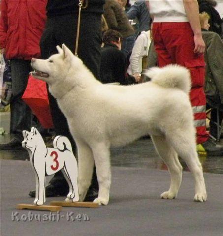 Chusei_2370a.jpg - Chuseishin Go Koisakura Kensha erhält vv 3 auf der SRA in Nürnberg.