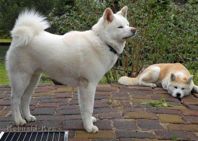 Chuyu_Haubert_2046a.jpg - Rüde Chuyu Koisakura Kensha mit 6 Monaten