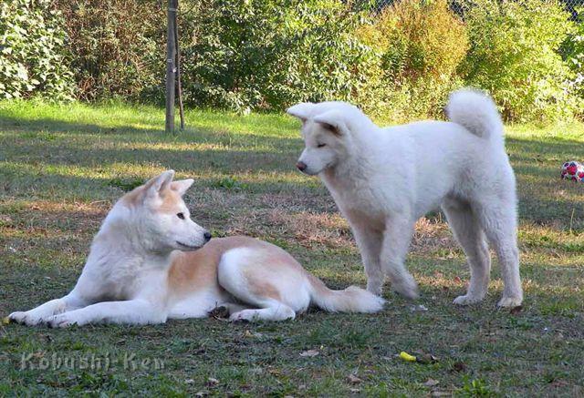 DSCN1898_Yuki.jpg - Rüde Chiisai Yuki Go Koisakura Kensha, knapp 5 Monate und Mama Makiko