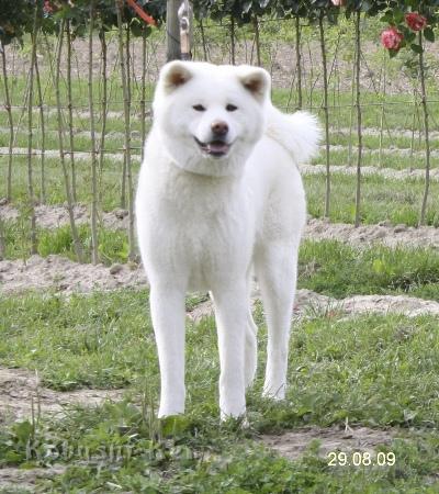 Izumi_of_Kishi-Ken.JPG - Izumi of Kishi-Ken
