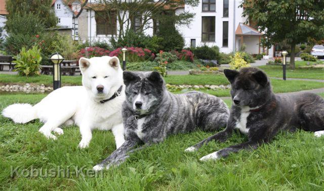 IMG_1101a.JPG - Yuki mit Sei und Kosho