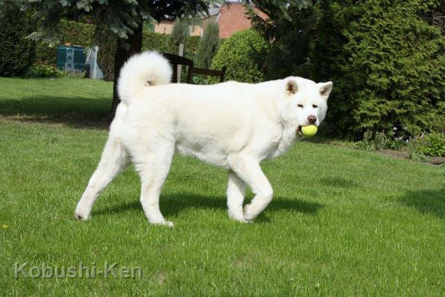 IMG_5510.jpg - Yuki an seinem 12. Geburtstag