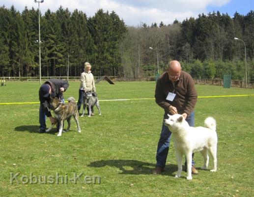 Yuki_Reichshof_1790a.JPG - Yuki bester Veteran und BOB am 08.04.2012auf der 1. Spezialzuchtschau in Reichshof-Niedersteimel 