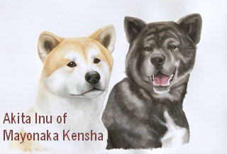 Akita Inu of Mayonaka Kensha