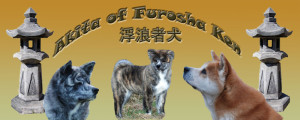 Akita of Furosha Ken